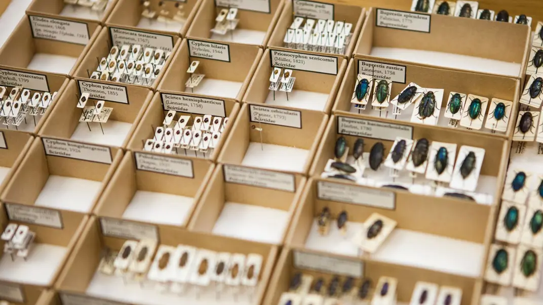 Insects in boxes.