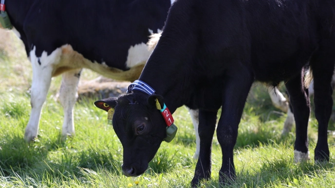 Närbild på en svart kalv på bete som bär ett halsband med en sensor. Foto Oleksiy Guzhva.