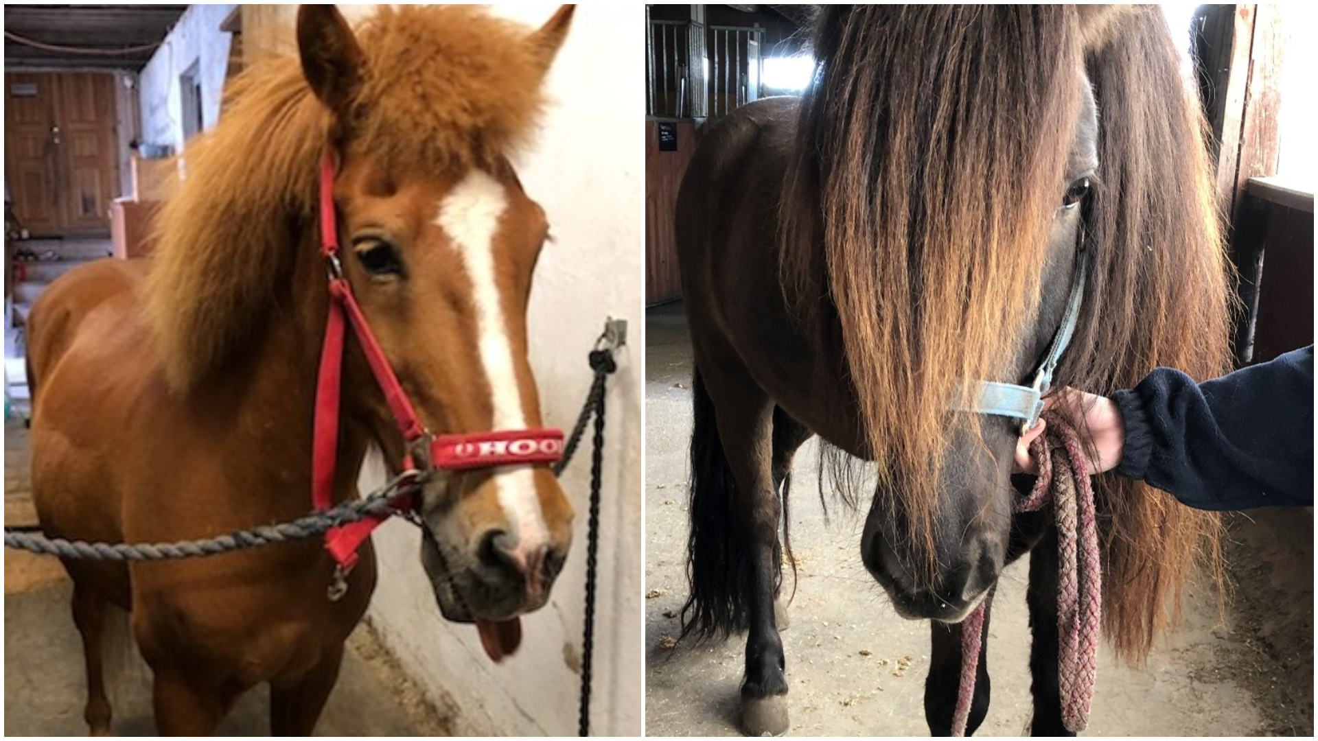 A collage featuring two photos of two different horses, one with sparse hair and one with thick hair—specifically, their manes.