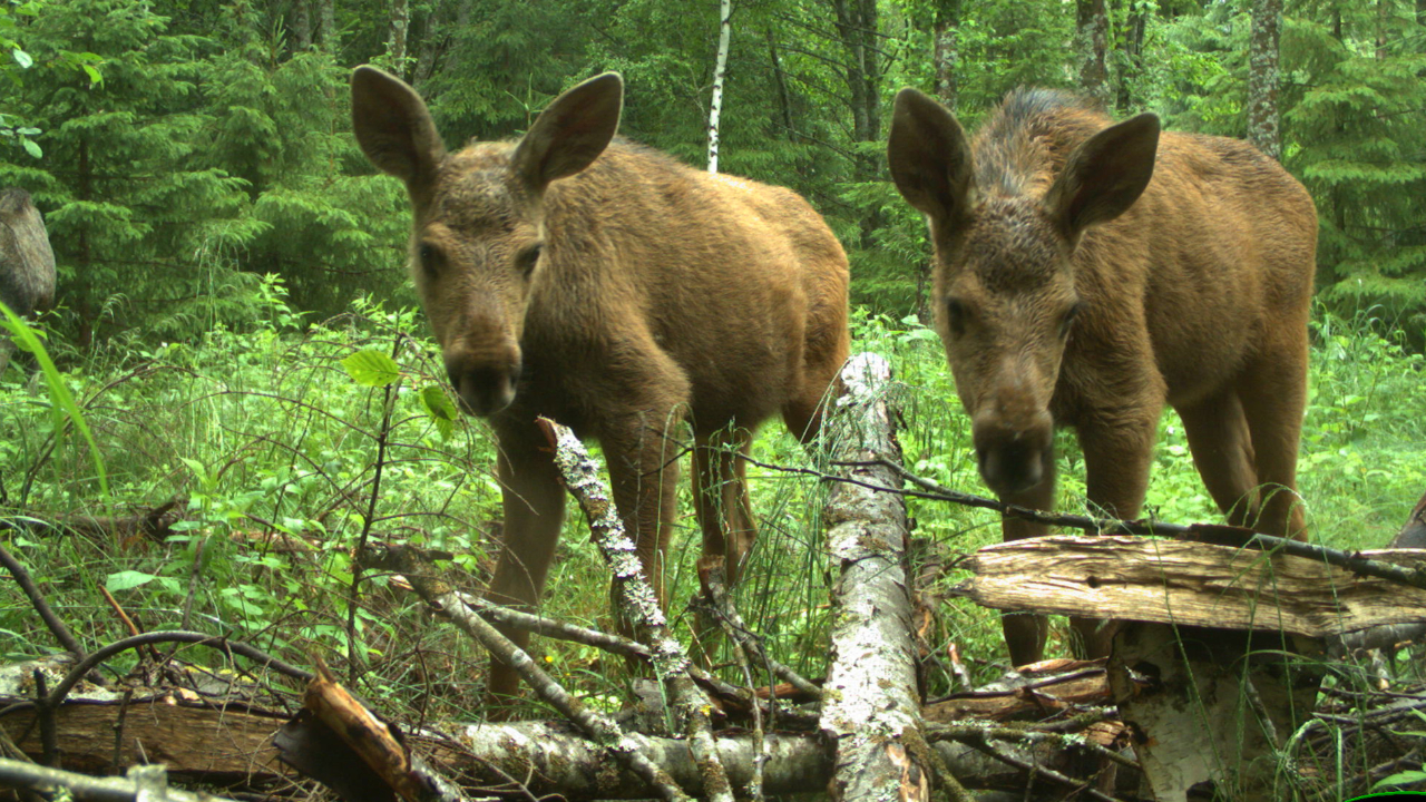 Two moose calves in a lush woodland landscape.