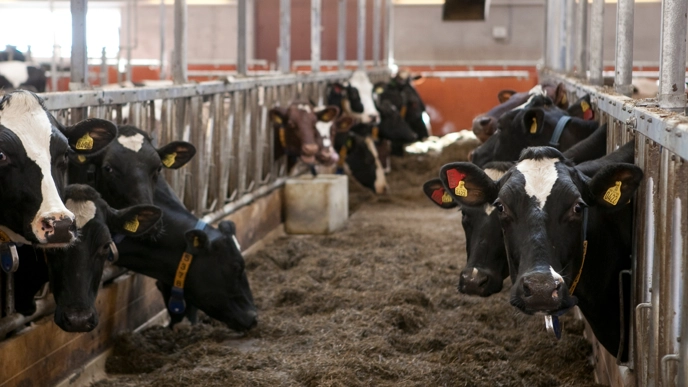 Picture of black and white cows inside a barn.