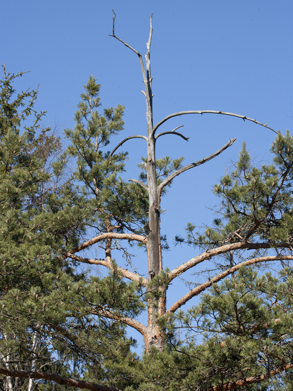 En tall med död topp. Foto.