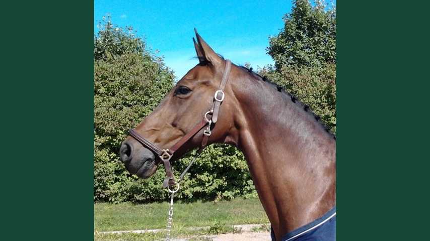 Foto av en häst som sträcker på sin hals, ståendes utomhus i grimma och täcke under sommar.