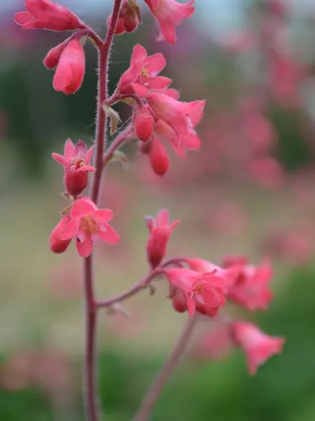 Närbild av den röda blomman hos blodalunroten 'Smedsberget'.