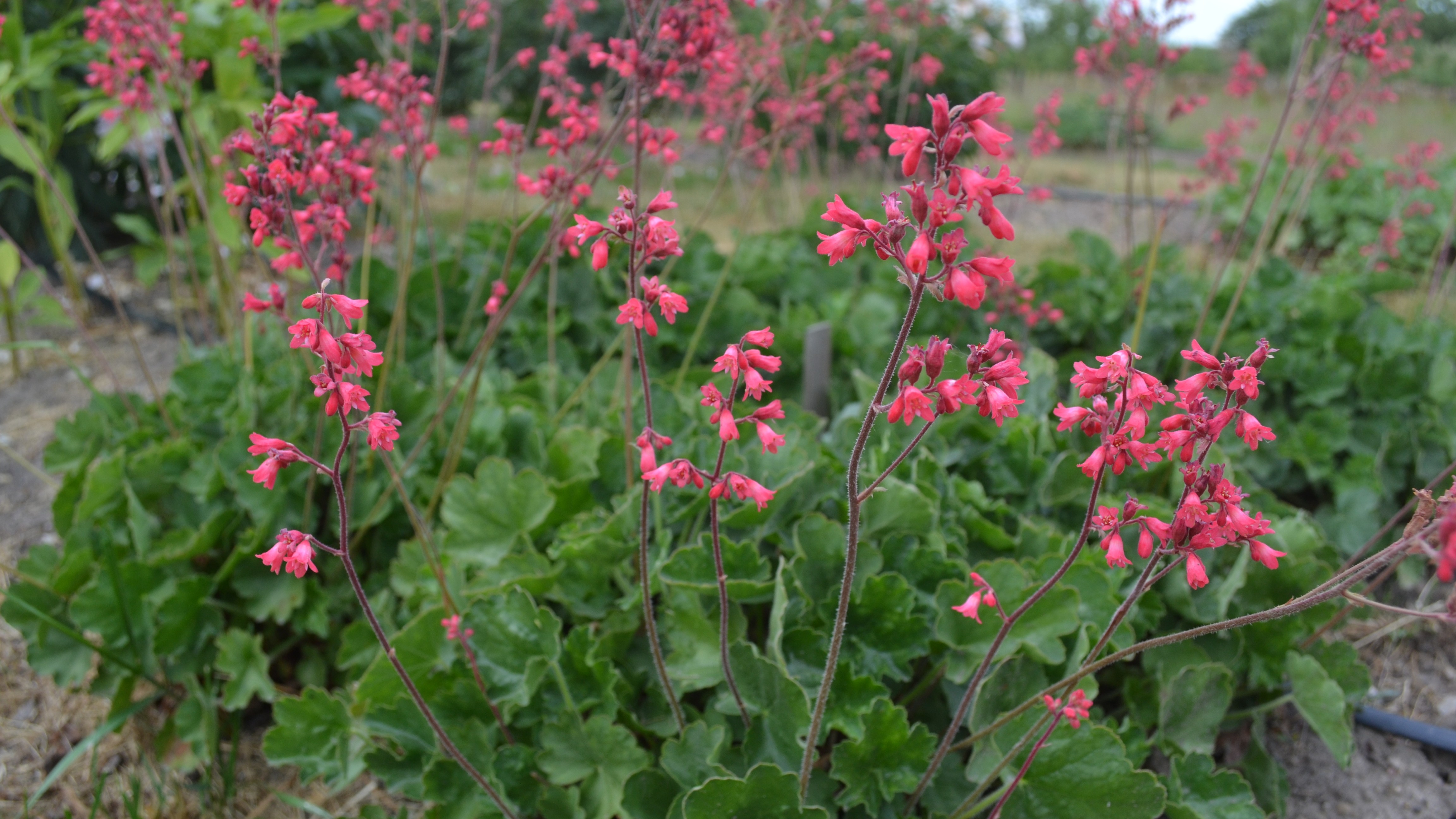 Blommande plantor av blodalunroten 'Smedsberget'. Fotot är taget en varm och torr sommar och gräset runt plantorna är lite gulaktigt. 