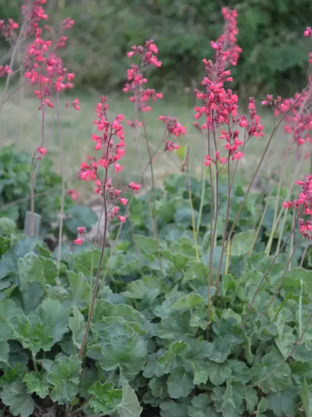 Blommande plantor av blodalunrot 'Smedsberget' i Nationella genbanken i Alnarp.