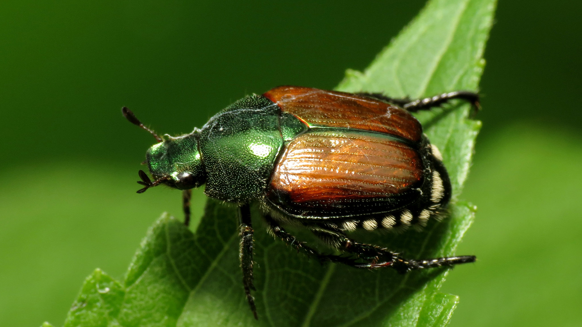 En skalbagge på ett blad.