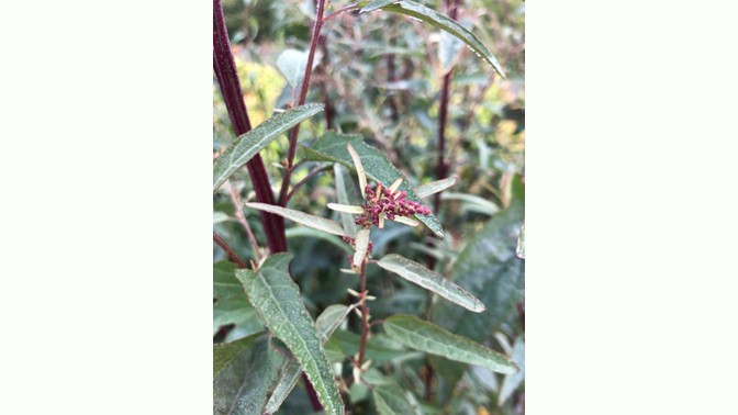 Plant with a red stem, narrow green leaves, and a pink or red flower.