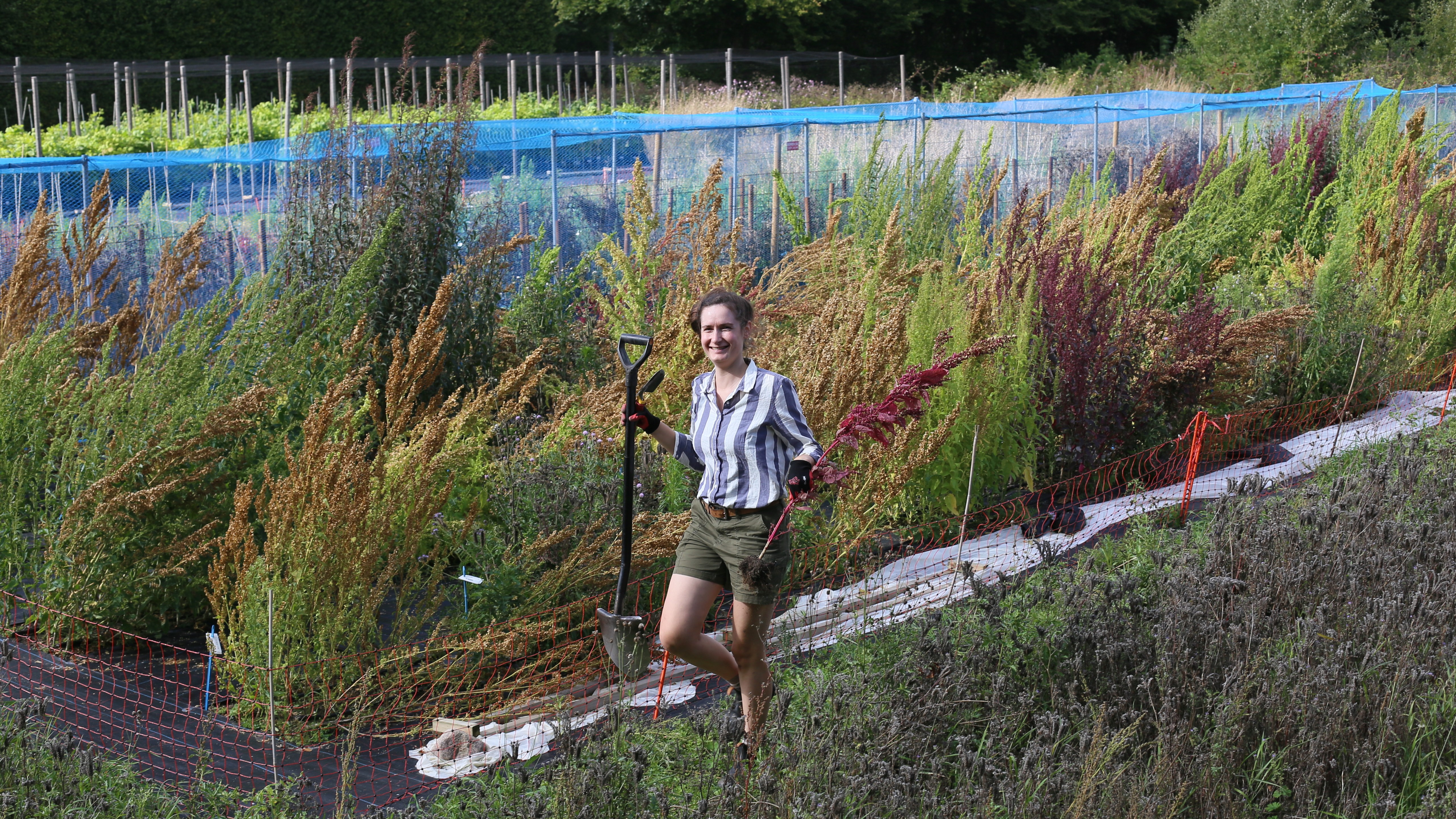 Linda Groot Nibbelink carrying a red orache plant.
