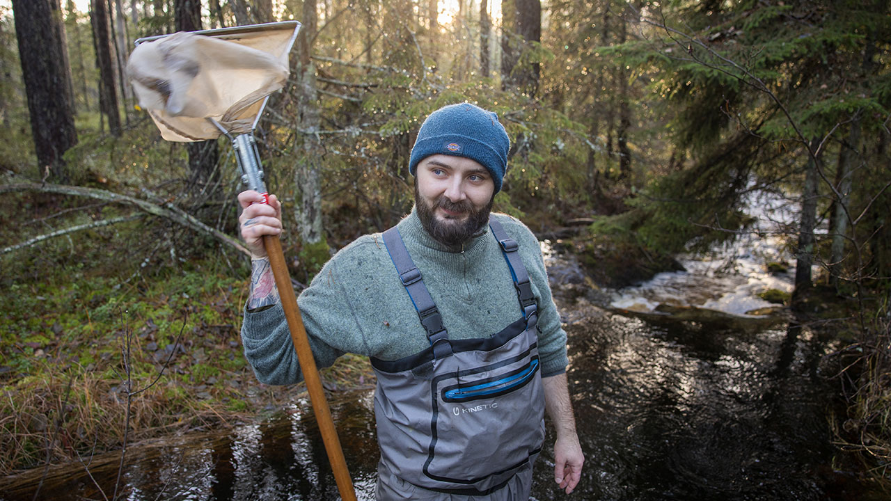 Forskare i vadarbyxor står i en skogsbäck och håller en håv.