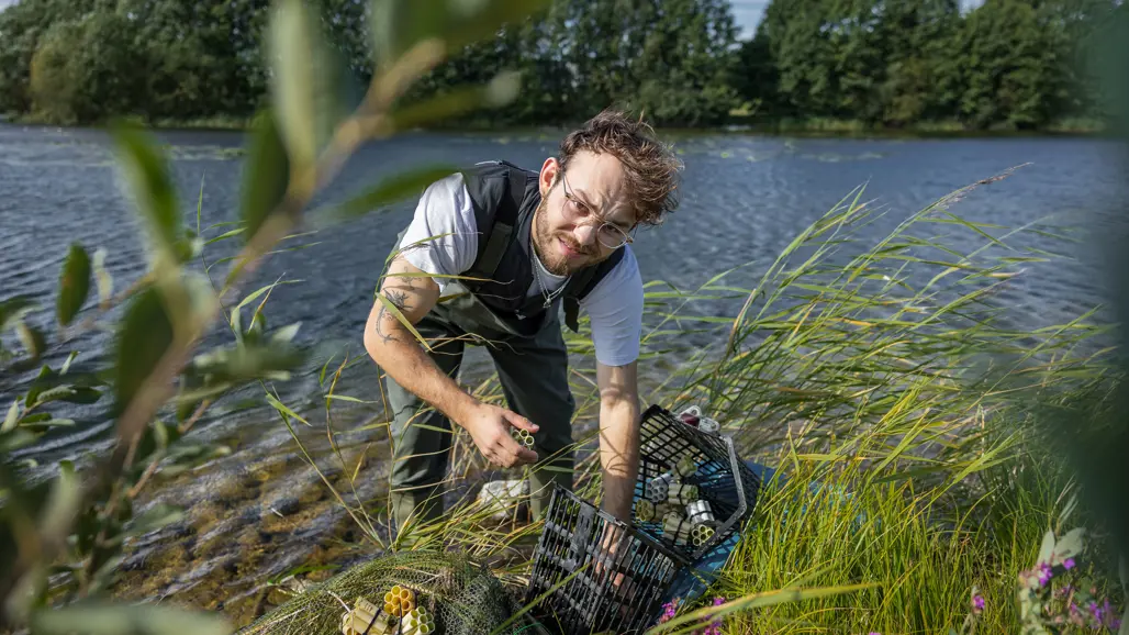 En person i vadarbyxor står vid strandkanten och hanterar kräftburar fyllda med små rör, med en sjö och träd i bakgrunden.