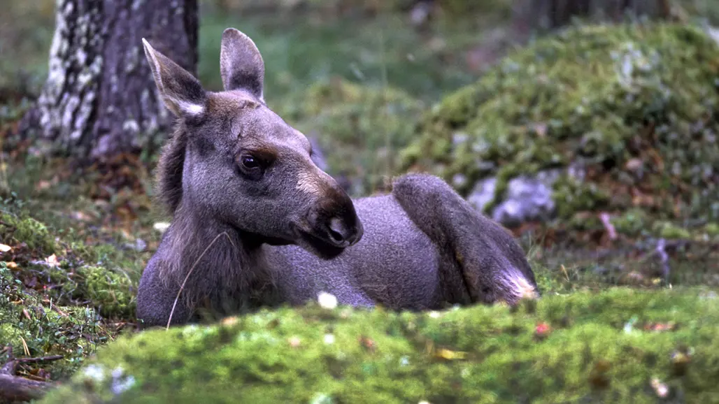 Älgkalv ligger och vilar i skogen. Foto.