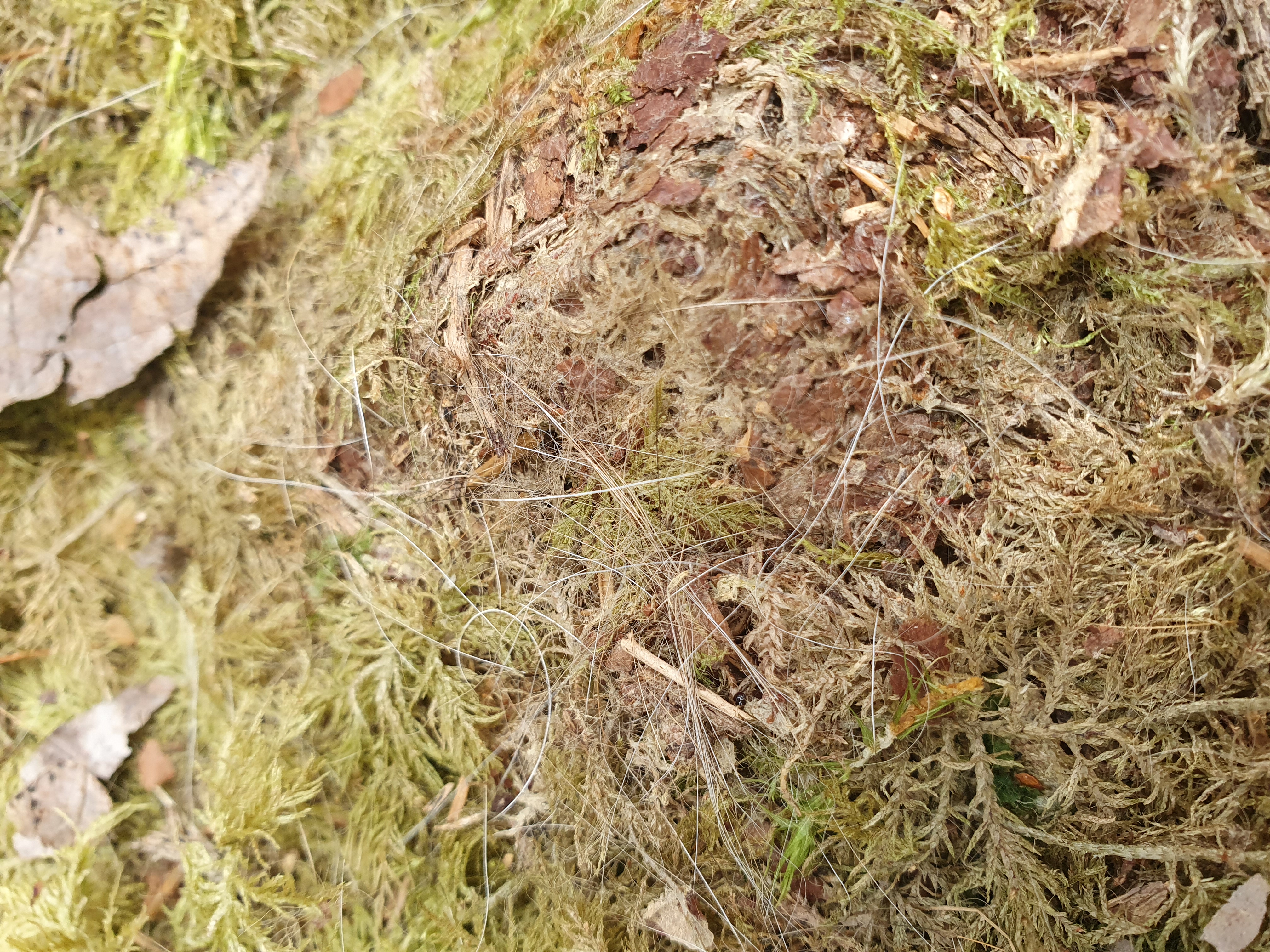 Närbild på hårstrån från ett lodjur på marken i skogen. Foto.