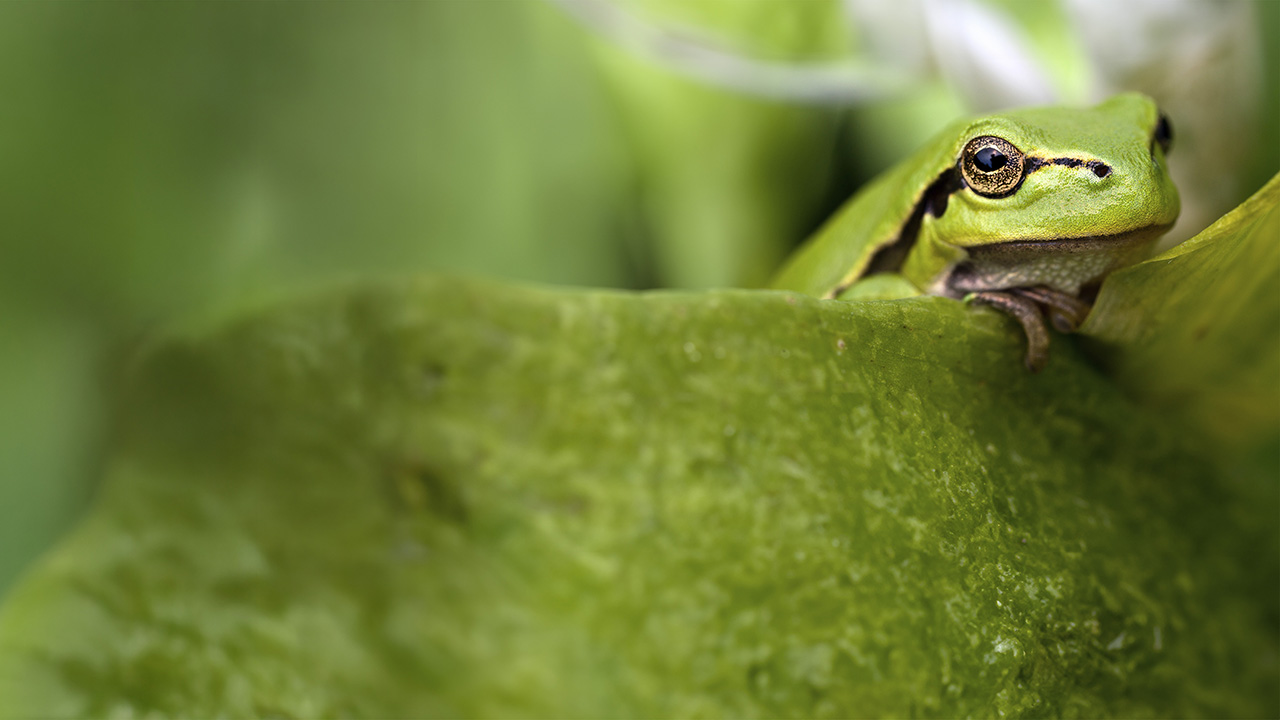 Grönt grodhuvud mot grön bakgrund. Foto