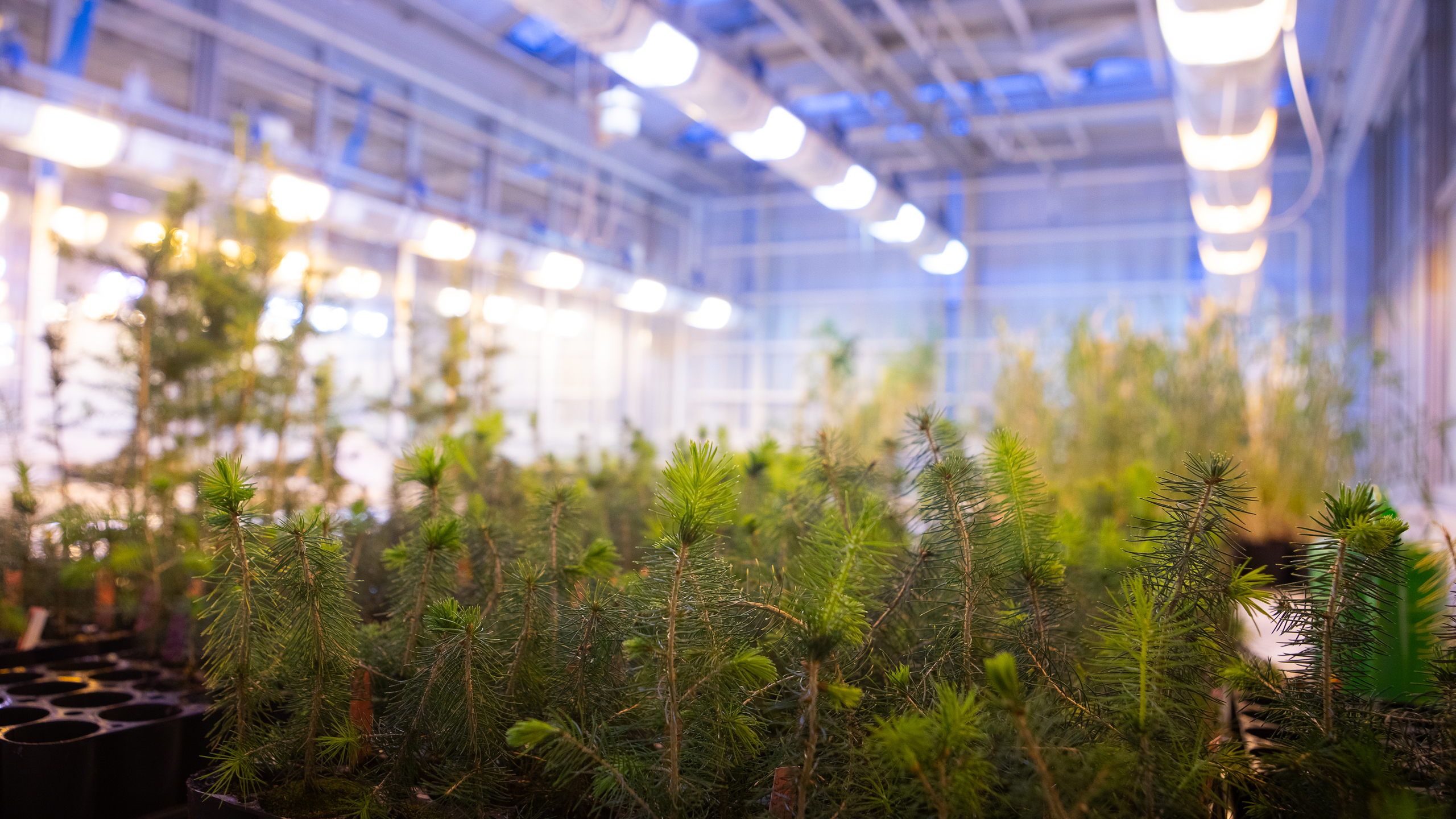 Granplantor i växthus. Foto.