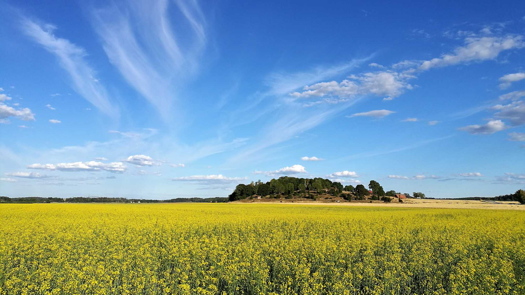 A rapeseed field under a blues sky. Photo.