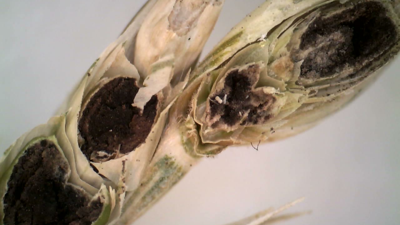 Wheat spike with dark seeds.