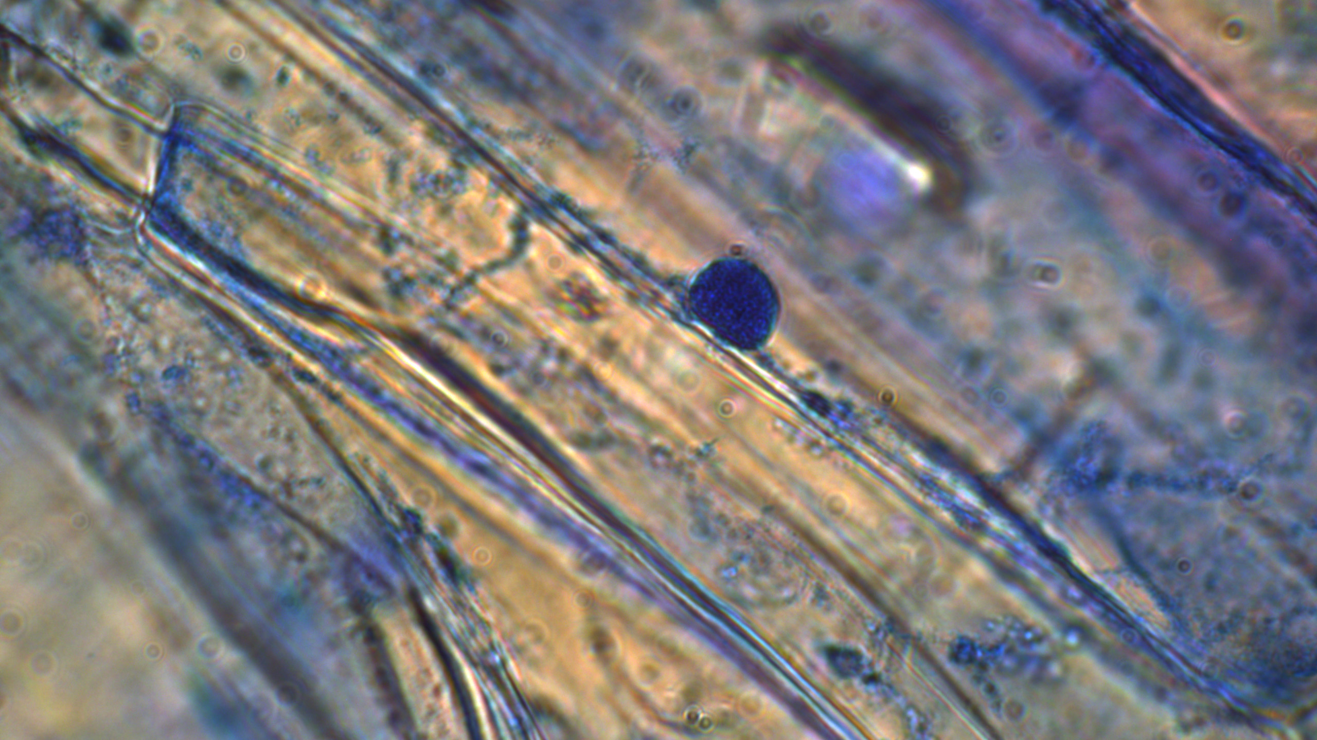 Microscopy image.