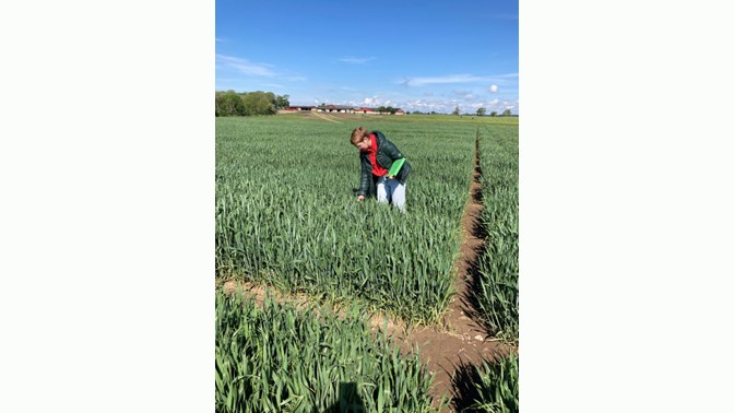 Laurène Mailhand in a wheat field holding a folder.