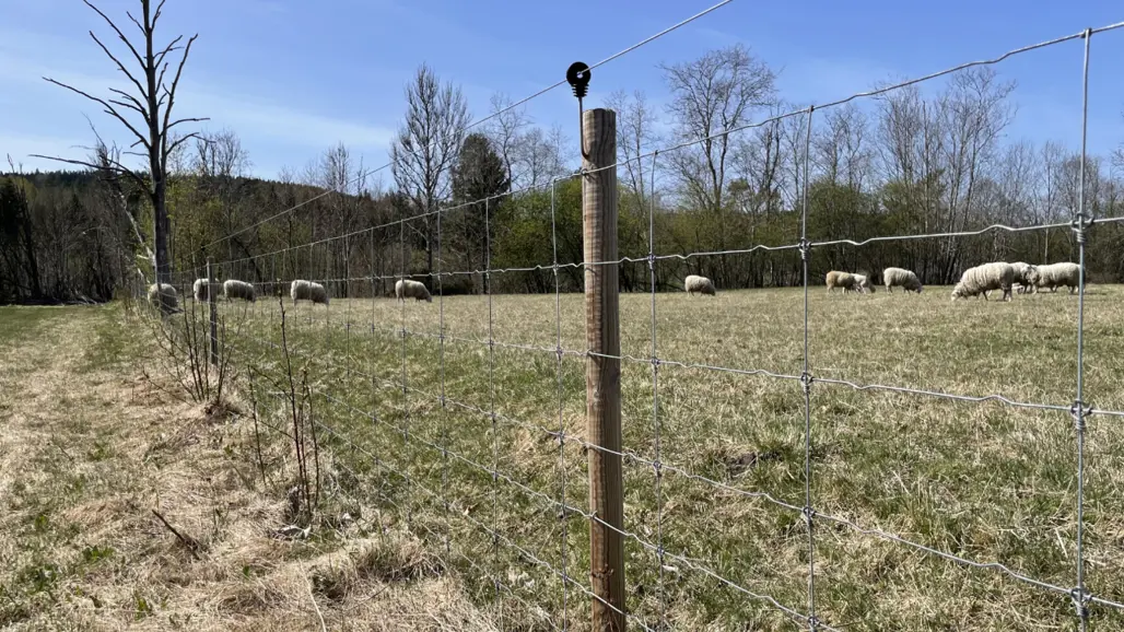 Får betar bakom ett fårnät med en hög eltråd