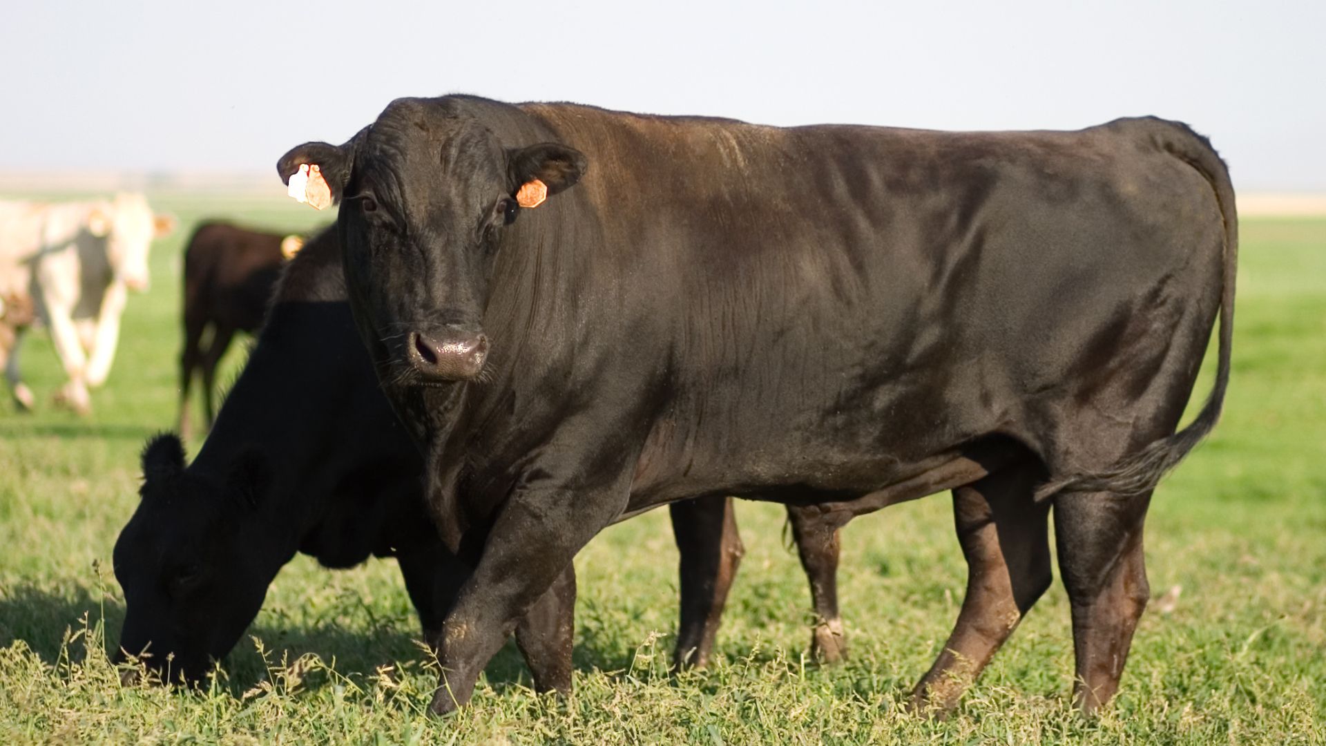 Angus bull