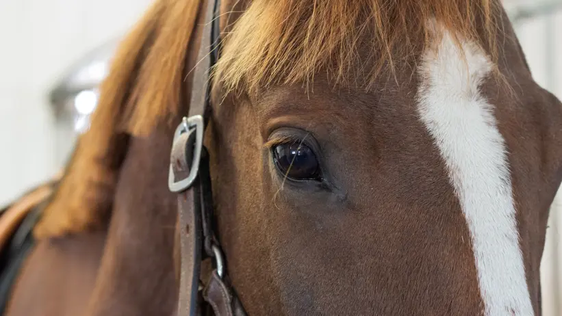 Close-up of the face of a chestnut horse standing in a stable.