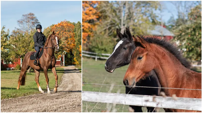 Collage with two images: On the left, a rider (Sandra Bonow, SLU) on horseback outdoors on an autumn day; on the right, two foals in a paddock in autumn.