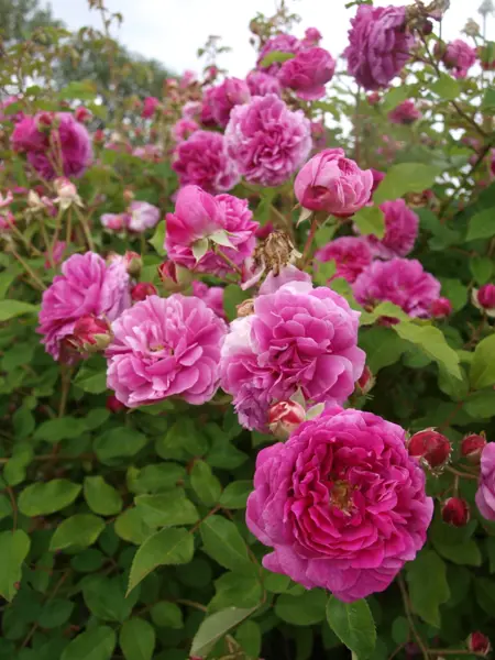 Foto av Grönt kulturarv®s rosen 'Farmor Selma. Fotot visar en rosenbuske med blommor i olika nyanser av rosa. Blommorna är stora och fyllda med många krusiga kronblad, varvas med outslagna knoppar samt enstaka överblommade exemplar. Blommorna omsluts av det gröna bladverket.