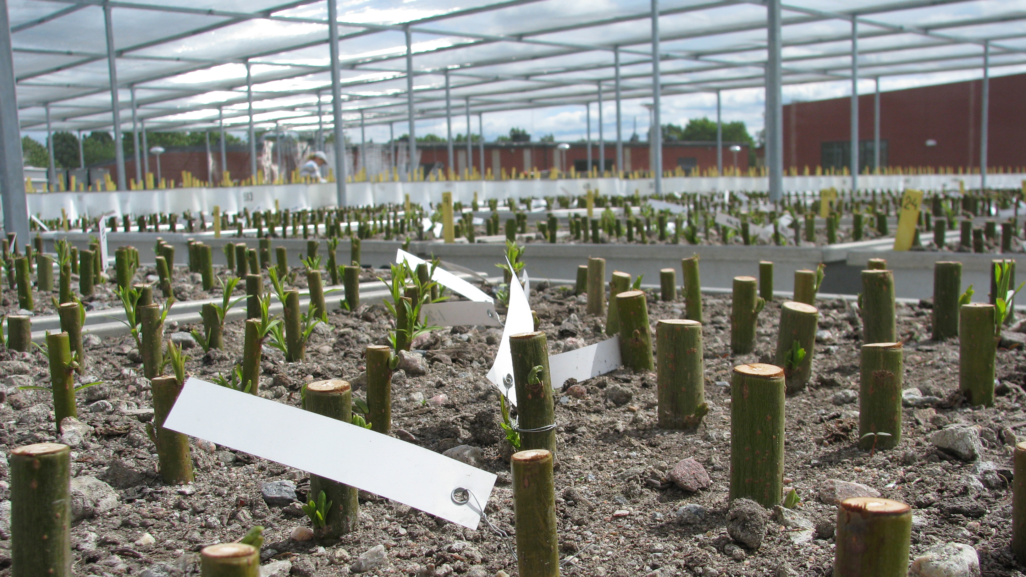 Växtdelar i odlingsanläggning. Foto.