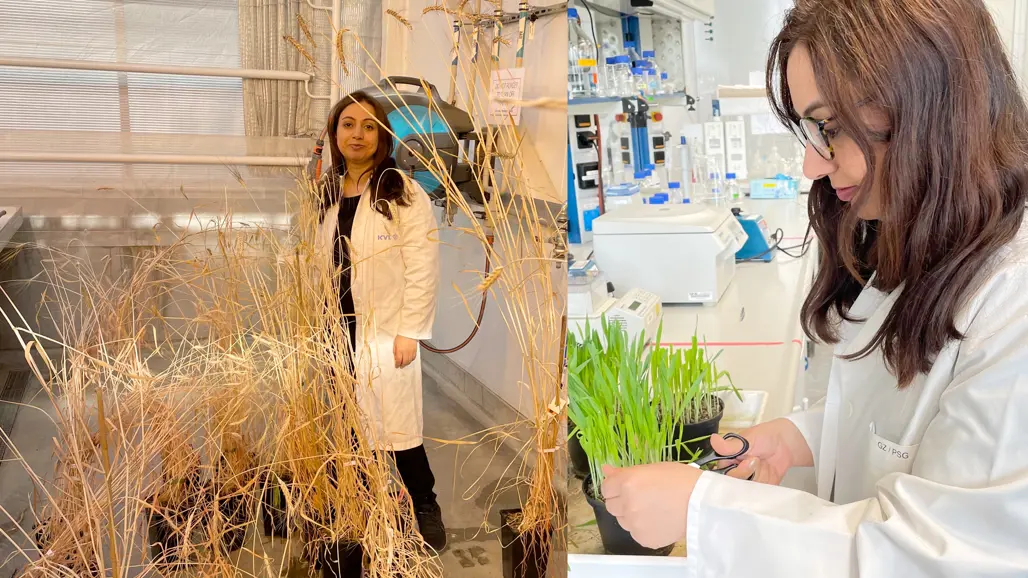 En sammansatt bild med en kvinna som står i ett växthus och samma kvinna som är i ett lab med en grön växt. Foto.