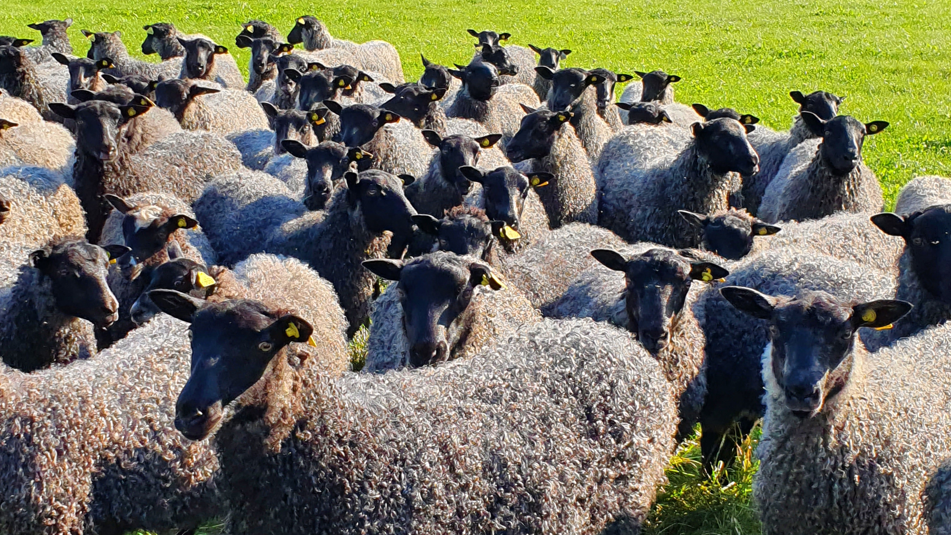 Foto av en flock gotlandsfår utomhus i gräshage.