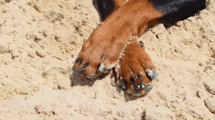 Foto av hundtassar.