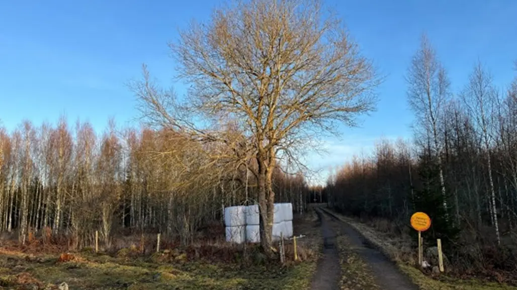 väg in till en skog