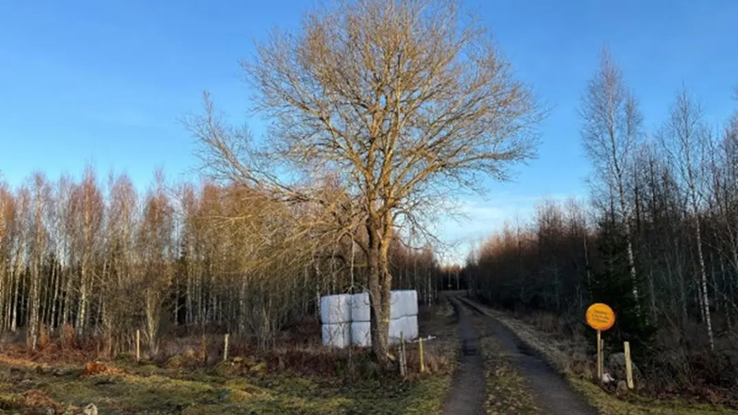 väg in till en skog