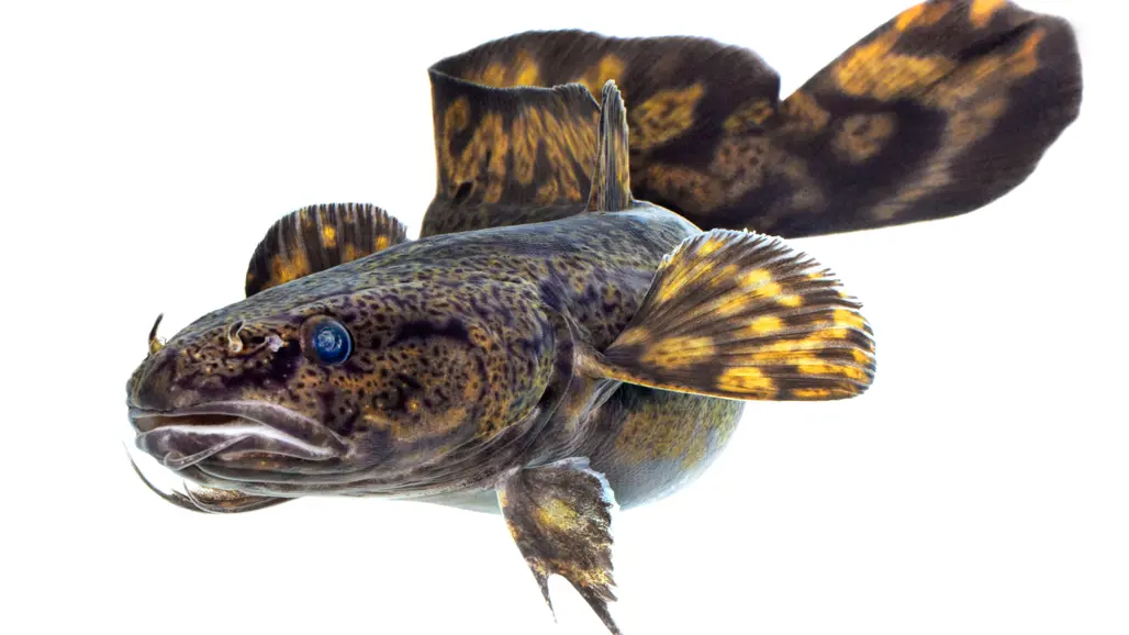 Fisk med böljande fenor.