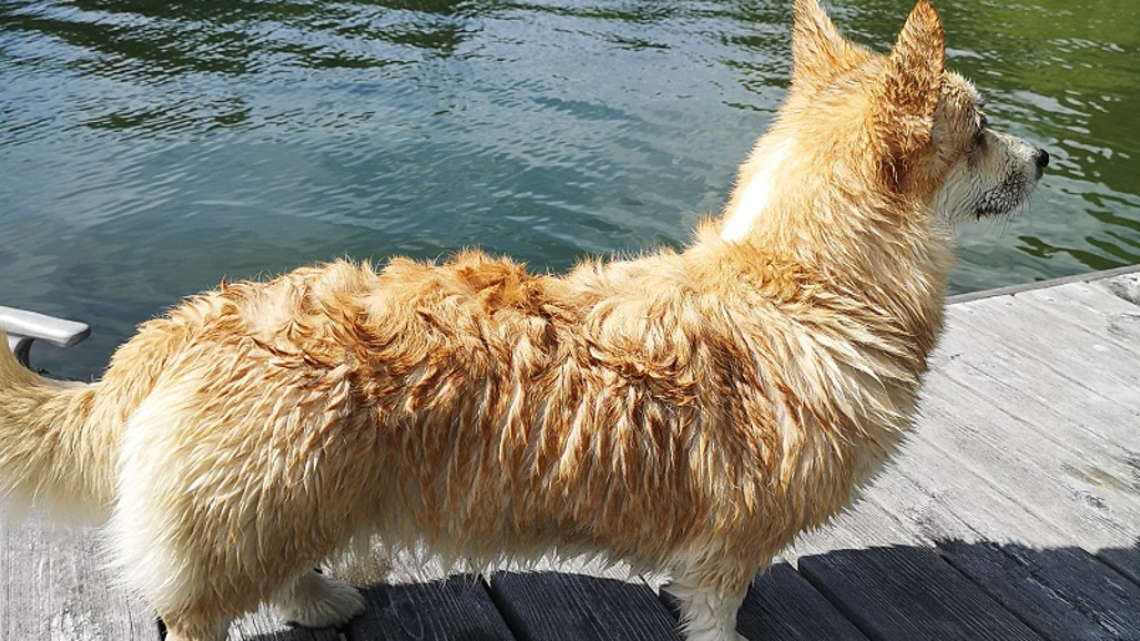 En corgi på en brygga.