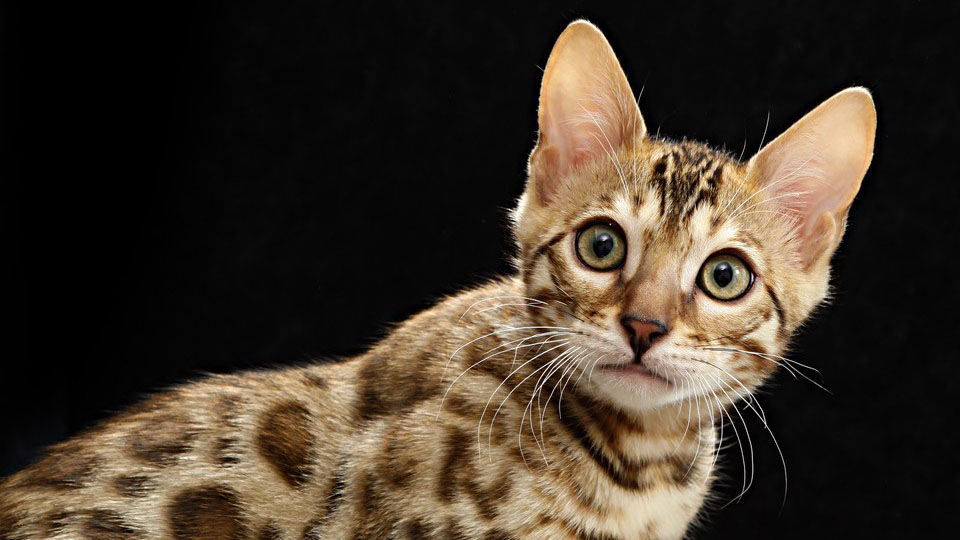 En leopardmönstrad brun katt sitter på en trästam mot en svart bakgrund. Foto.