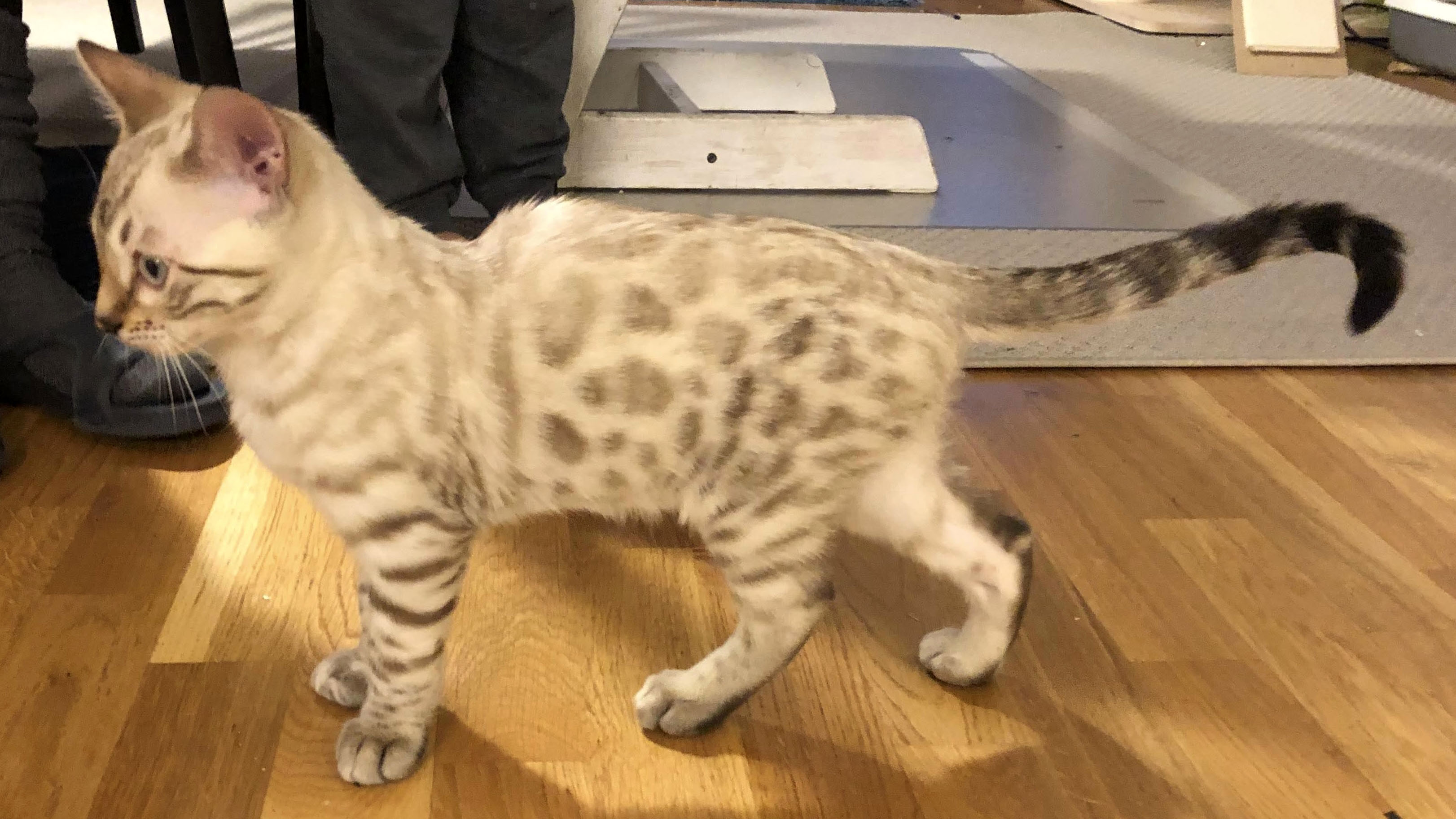 En ljus bengalkatt som har en nedsänkning i ryggen. Foto. Foto.