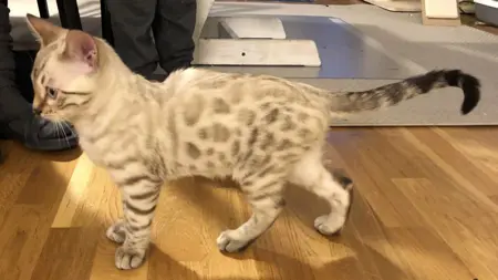 En ljus bengalkatt som har en nedsänkning i ryggen. Foto. Foto.