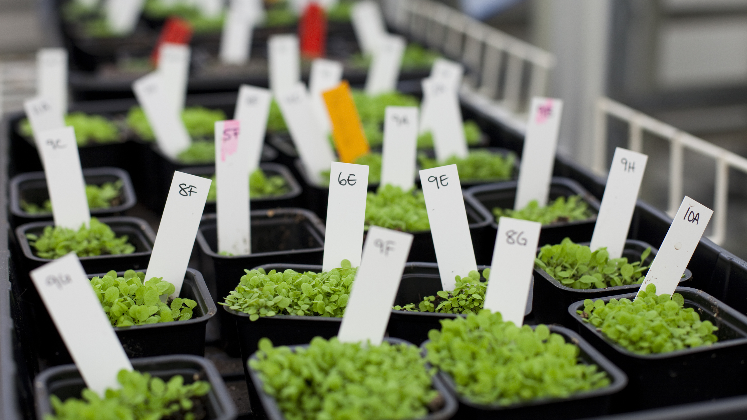 Väster i krukor. Foto.