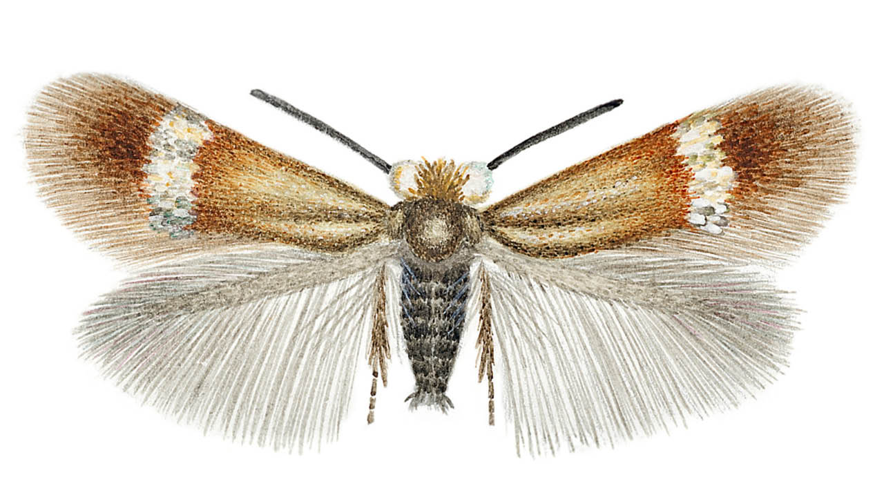 Illustration av brun-vit fjäril.