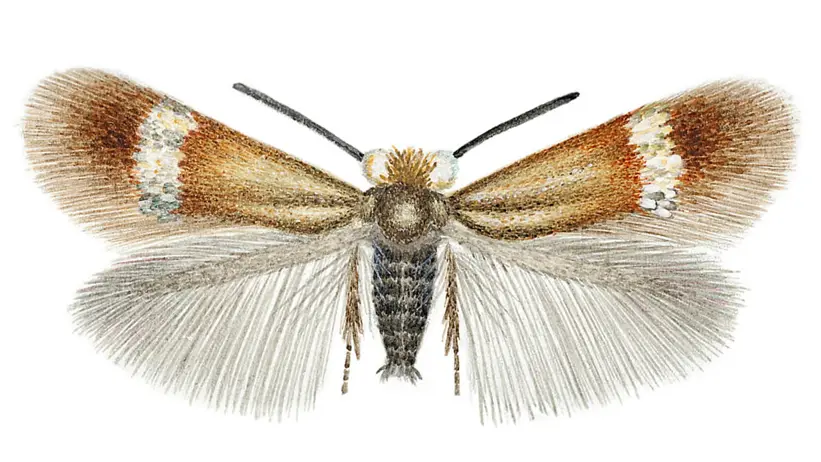 Illustration av brun-vit fjäril.