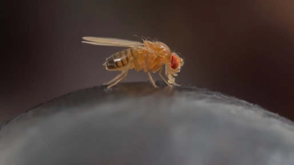 Fluga