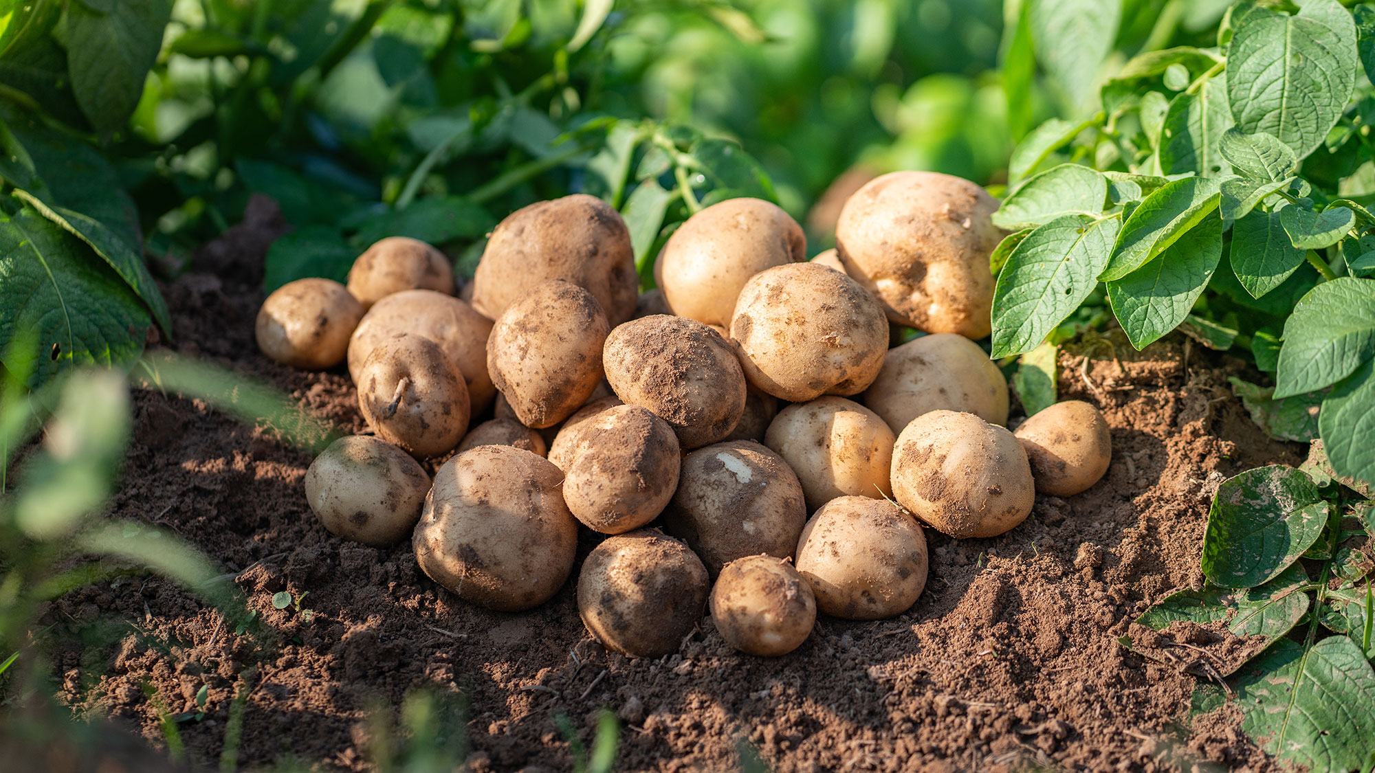 Potatisplantor och en hög potatisar på en åker. Foto: Shutterstock.