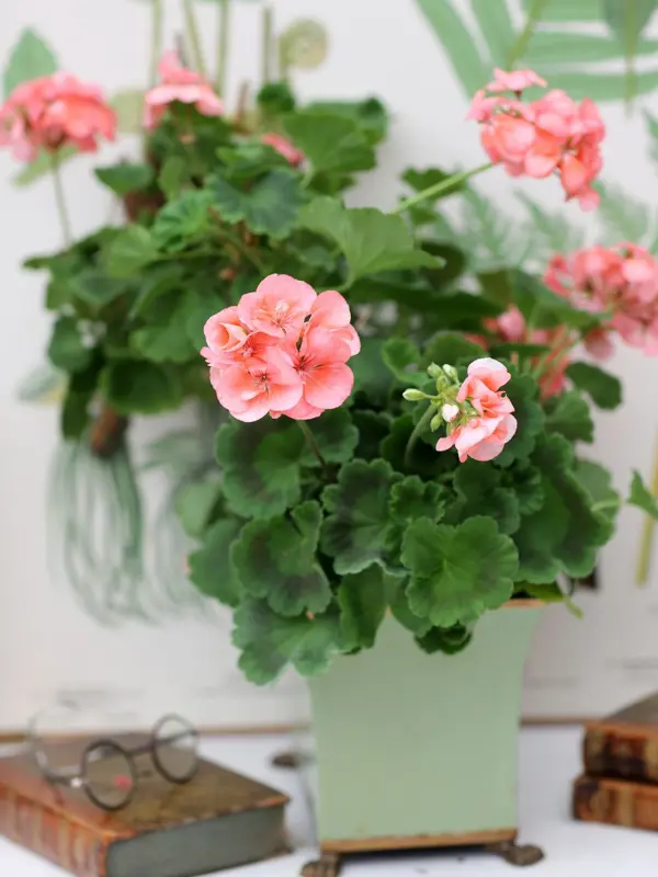 Kompositions bild med Grönt kulturarvs®-pelargonen 'Stilleryd'. De laxfärgade blommorna lyser framför en vit tapet med ormbunksillustrationer. Växten står i en fyrkantig mintgrön kruka med lejontassar. Bredvid ligger en läderinbunden bok med ett par runda glasögon ovanpå.