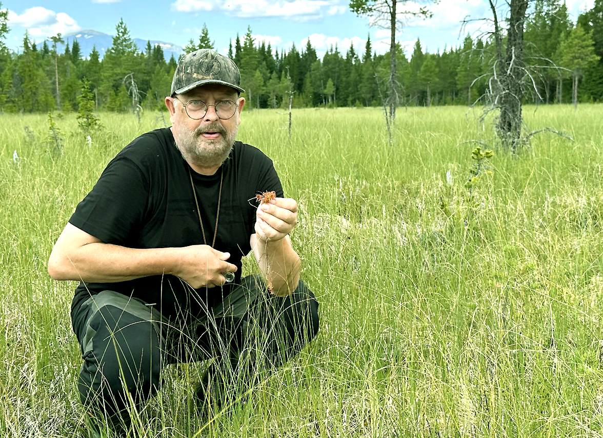 Person hukar i ett öppet gräslandskap och håller upp en blomma eller växt för kameran. Personen bär glasögon, kamouflagefärgad keps, svart T-shirt och mörka byxor. 