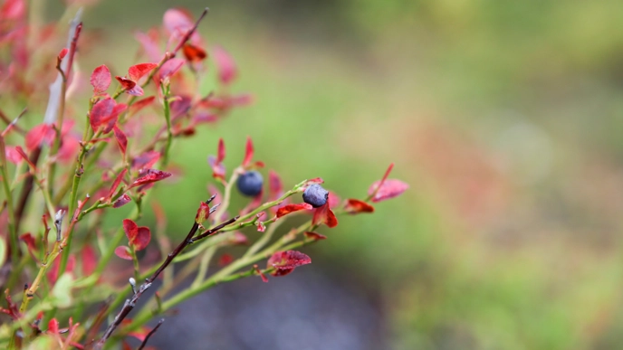 Blueberry bush