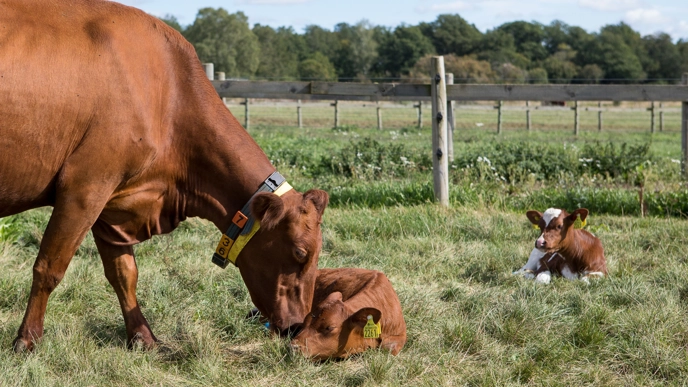 A cow with her calf
