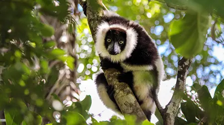 Lemur