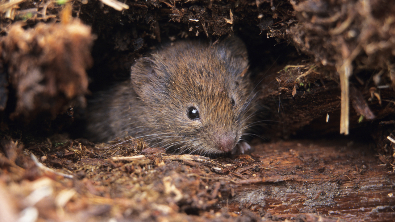 Bank vole